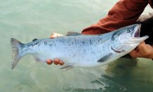 Stock image of a salmon on Pixabay