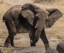 Male elephant