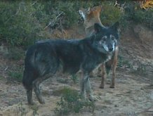 Wolf-dog hybrid