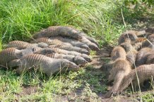  Credit Banded Mongoose Research Project