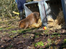 Credit Dorset Wildlife Trust - James Burland