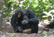 CREDIT Tetsuro Matsuzawa Primate Research Institute, Kyoto 