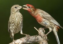 House finches