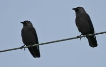 Jackdaw mobs