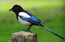 Magpie Pixabay