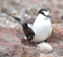 Credit Jim Porter (Army Ornithological Society)