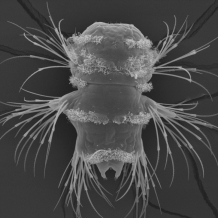 Scanning electron microscopy image of a ragworm larva by Jürgen Berger