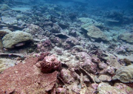 Featured news - Coral reefs losing ability to keep pace with sea