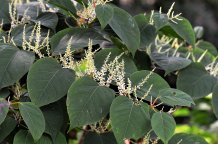 Japanese knotweed