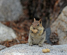 Squirrelhoarding_Shutterstock main