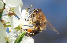 Bee on flower