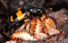 Burying beetle