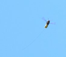 Credit Dr Peter Kennedy