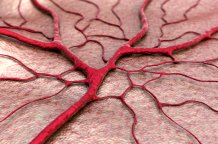 Blood vessels Shutterstock paid